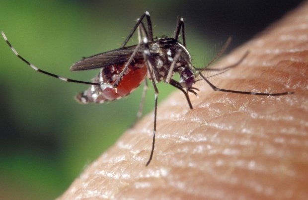 Atenţie la ţânţari! Numărul celor care s-au infectat cu virusul West Nile a crescut de patru ori faţă de anul trecut