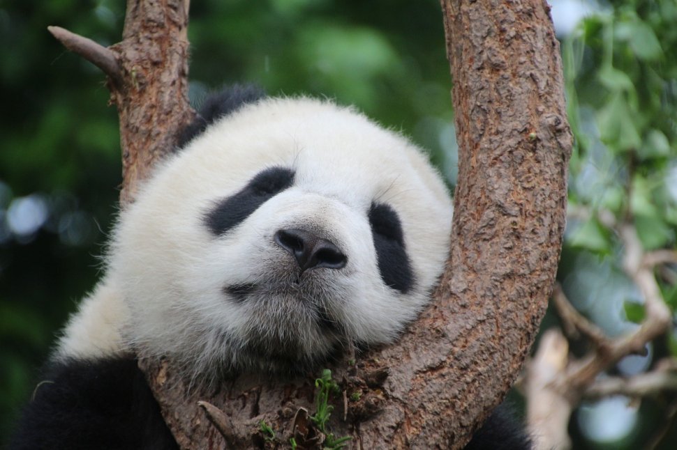 Victorie istorică pentru China: Ursul panda nu mai este pe cale de dispariție