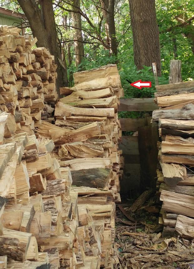 Testul pe care puțini îl pot trece. Tu poți găsi pisica din această imagine? 403491