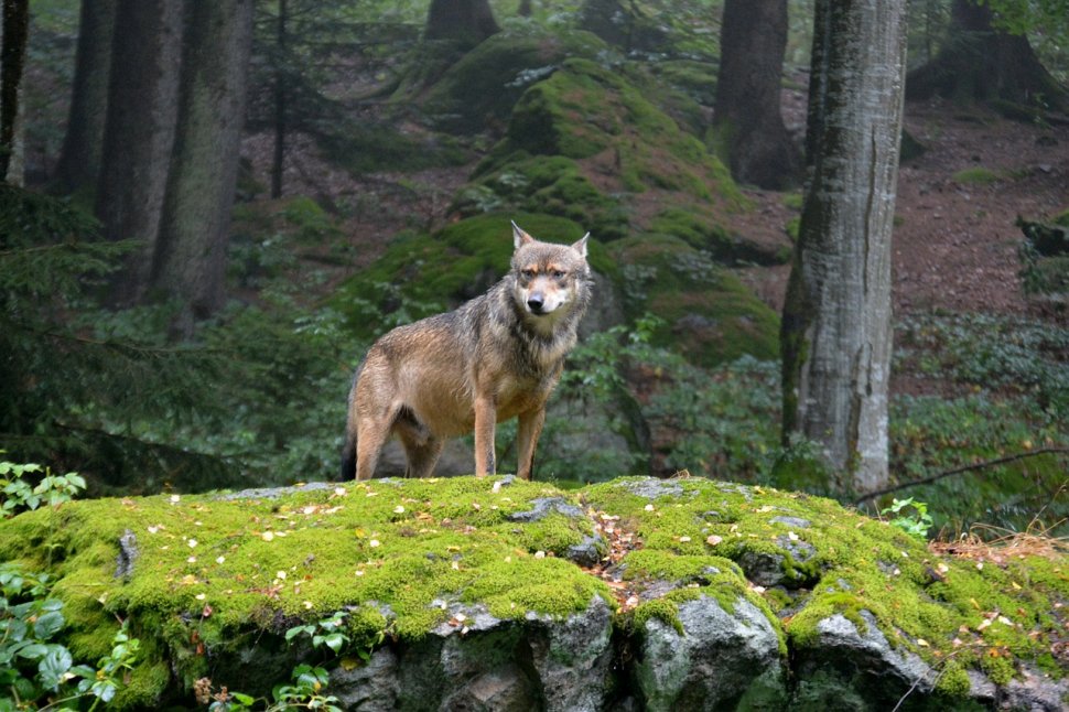 Au adus 14 lupi în Parcul Yellowstone din SUA, iar ceea ce a urmat depășește orice imaginație 