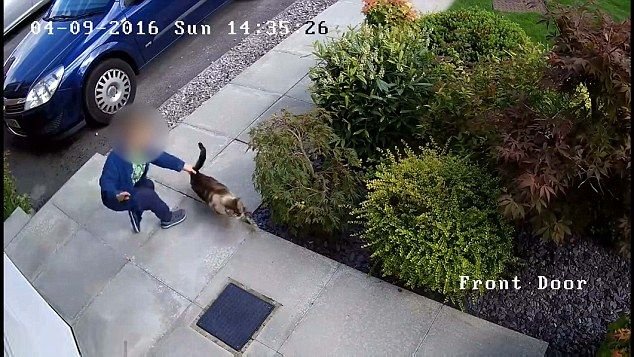 Băiețel de cinci ani, filmat în timp ce chinuie pisica vecinului. Răzbunarea felinei a devenit virală pe Internet