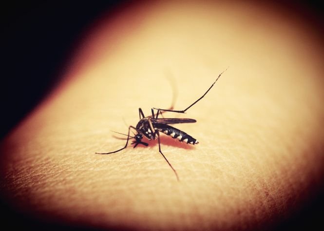 Cinci români au murit, după ce au fost înțepați de țânțari