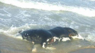 Imagini îngrozitoare la malul mării! Ce a apărut pe plaja din Eforie 404805