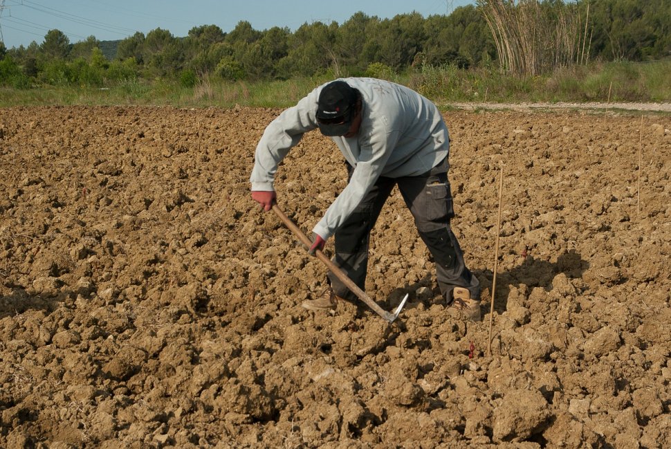 Un român a murit după ce a muncit fără pauză şi fără apă, la o fermă din Germania