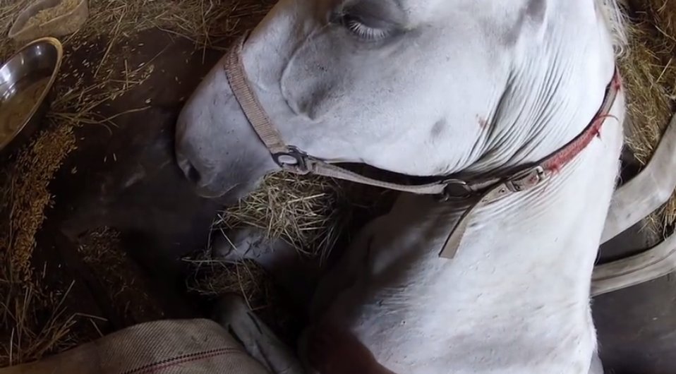 I-a șoptit calului său aflat pe moarte să nu cedeze. Priviți ce face acesta cu piciorul - VIDEO