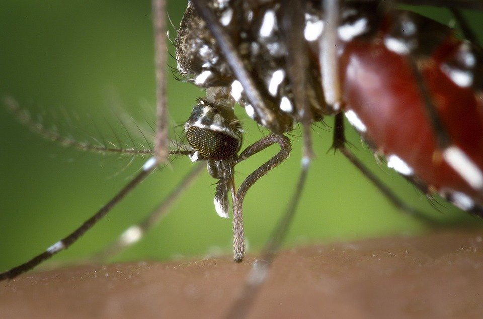 Caz de infecție cu virusul West-Nile, confirmat la Mangalia
