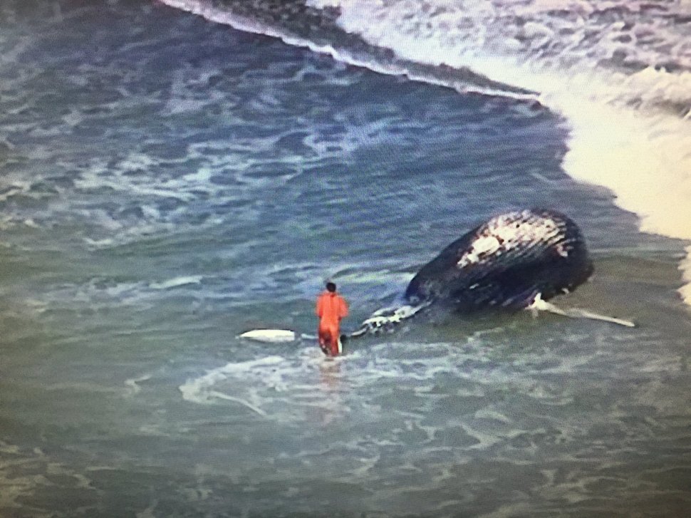 Au găsit o balenă uriașă pe o plajă și au alertat autoritățile. Ce au descoperit medicii la necropsie