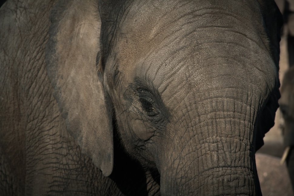 Tragedie în junglă! Elefanți găsiți morți de foame și deshidratare, după ce au rămas captivi într-o groapă cu noroi