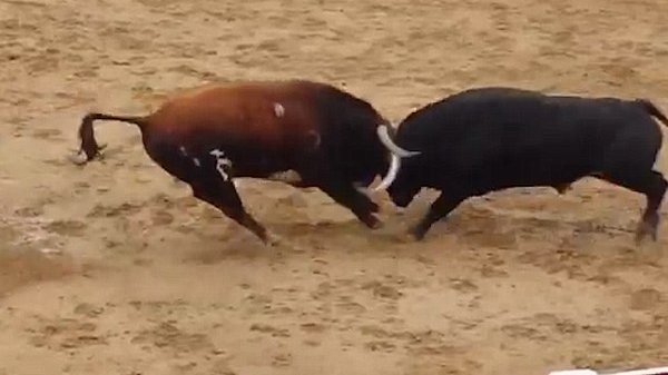 Moarte fulgerătoare pe o arenă din Spania. Doi tauri se prăbușesc imediat după ce se lovesc cap în cap