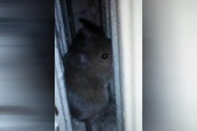 Imaginile groazei. Spitalului de Pneumoftiziologie Aiud este infestat cu șoareci și gândaci