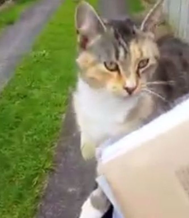 Această pisică urmărește în fiecare zi poștașul. Ce se întâmplă după ce se urcă pe bicicleta omulului