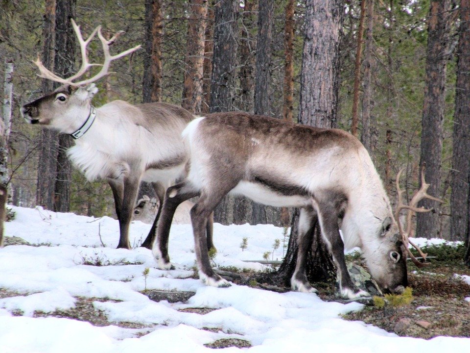 Stare de urgență în Siberia! 250.000 de reni vor fi uciși până la Crăciun