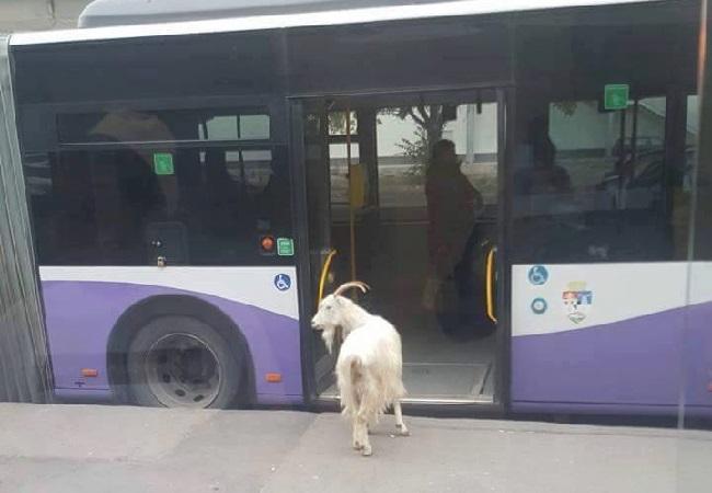Apariție neașteptată într-o stație. Cine aștepta cuminte să urce în autobuz (Foto) 409459