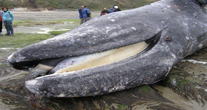 Ce au găsit veterinarii în stomacul unei balene moarte i-a șocat pe toți