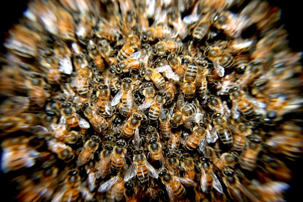 Nu, albinele nu sunt pe cale de dispariție. Experții americani explică