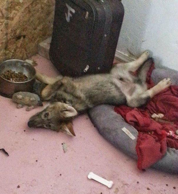 Se plimba pe stradă când a văzut un afiș. „Avem un cățeluș pentru adopție”. După ce l-a dus acasă și a aflat adevărul, a împietrit 410108