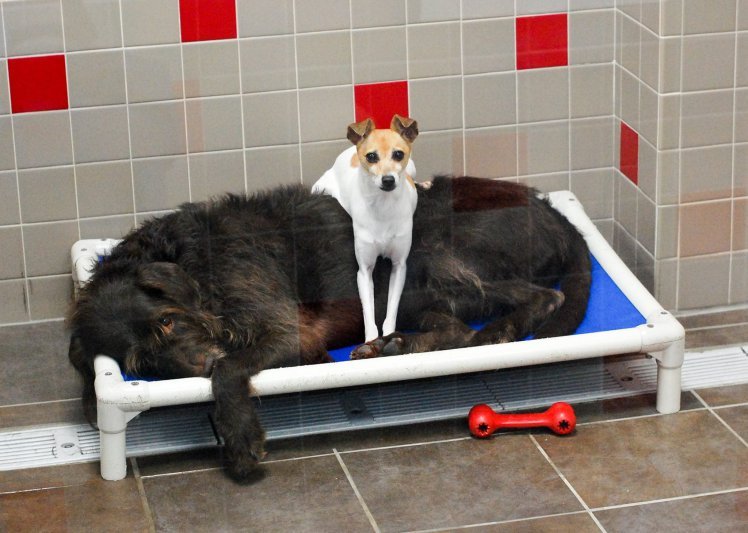 Stăteau lipiți unul de celălalt în adăpostul pentru animale. Nimeni nu putea să-i despartă. Ce s-a întâmplat după ce poza lor a ajuns pe Facebook