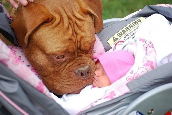 Și-a implorat soția să nu mai lase bebelușul lângă câine. Femeia nu a vrut să-l asculte. Ce s-a întâmplat
