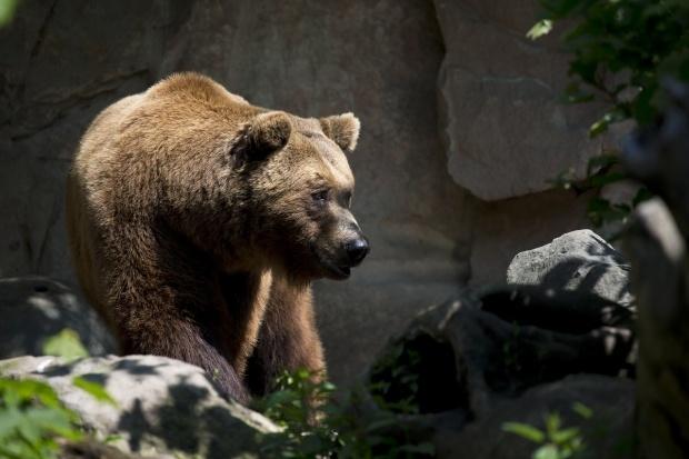 Răsturnare de situație în cazul ursului împușcat în Sibiu. Animalul ar fi atacat o femeie