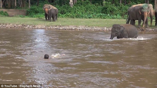 Părea că se îneacă în râu, când i-a sărit în ajutor cel mai bun prieten – un elefant VIDEO
