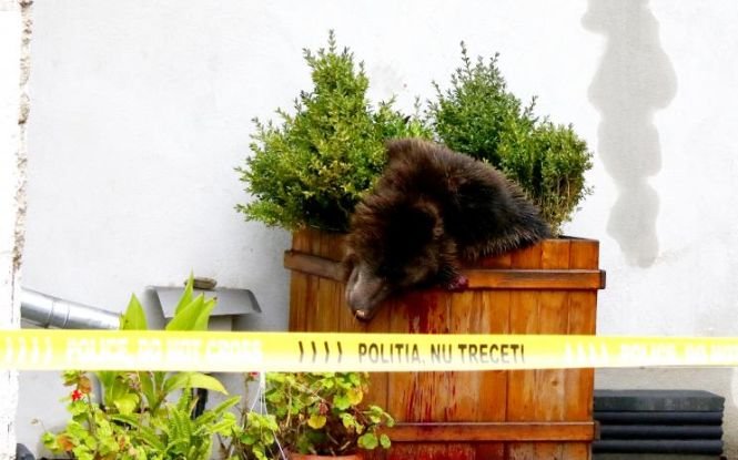 Şeful Poliţiei Municipale Sibiu, care a dat ordinul de împuşcare a ursului: Îmi asum responsabilitatea, nu vinovăţia