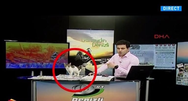 O emisiune televizată din Turcia a fost întreruptă, după ce un oaspete neașteptat a dat buzna în platou