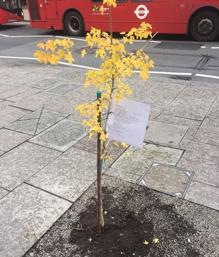A plantat un copac pe o stradă aglomerată din Londra și a lăsat alături un bilet. Mesajul ei a ajuns rapid viral pe Internet
