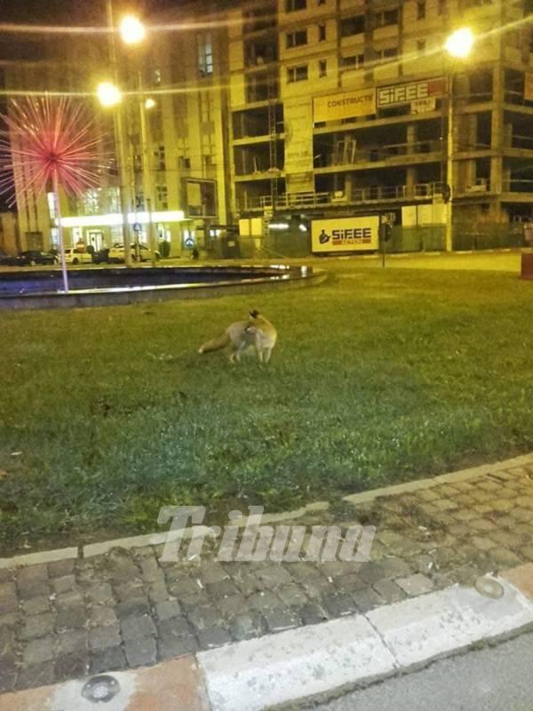 A făcut o fotografie în centrul Sibiului. A fost șocat când a descărcat imaginea și a privit-o cu atenție 412531
