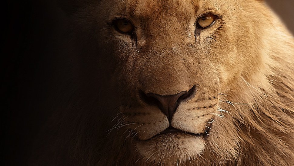 Fratele leului Cecil a fost găsit mort în același parc unde a avut loc vânătoarea controversată din 2015