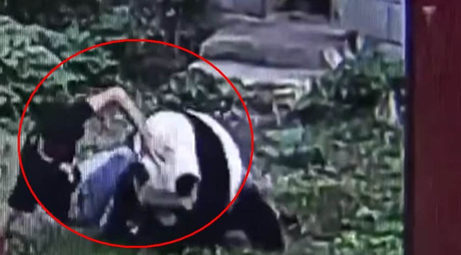 A vrut să impresioneze două femei, dar a luat bătaie de la un urs panda. Imagini savuroase!