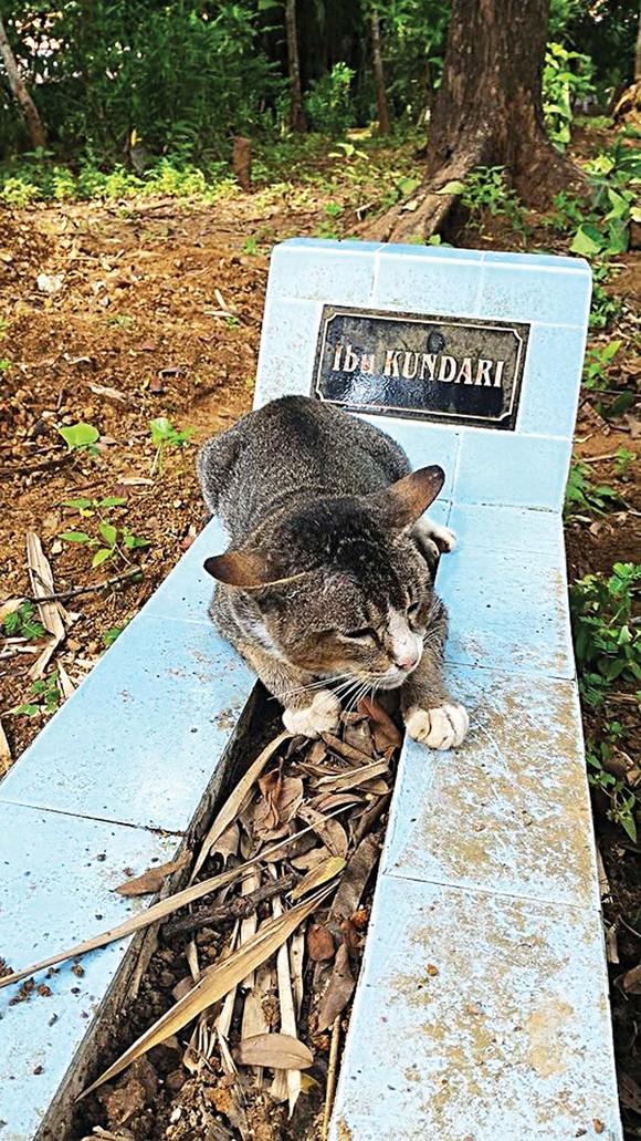 O pisică îşi plânge stăpâna moartă de un an de zile. Nu i-a părăsit mormântul de atunci 414044