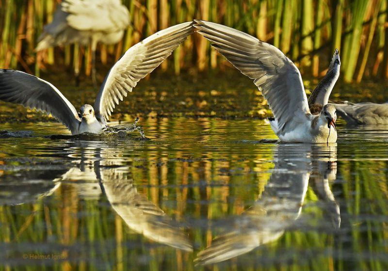 Natura la ușa ta! O viziune pentru dezvoltarea Parcului Natural Văcărești în interes public 414217