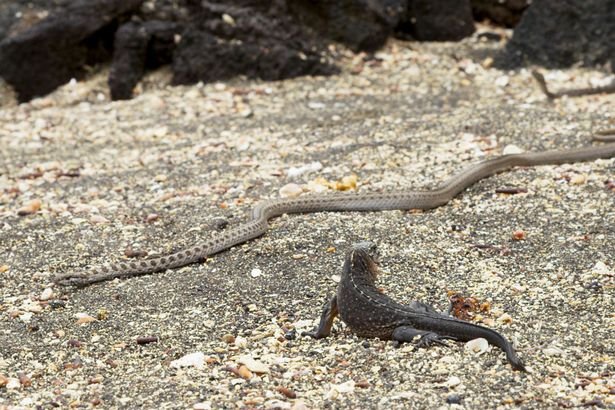 Sunt cele mai tari imagini văzute vreodată la televizor. Lupta unei iguane atacată de zeci de șerpi. Oare cum se termină?