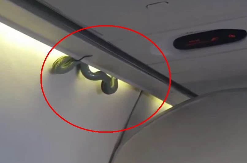 Clipe de panică la bordul unui avion. Un șarpe de aproape doi metri atârnă deasupra pasagerilor