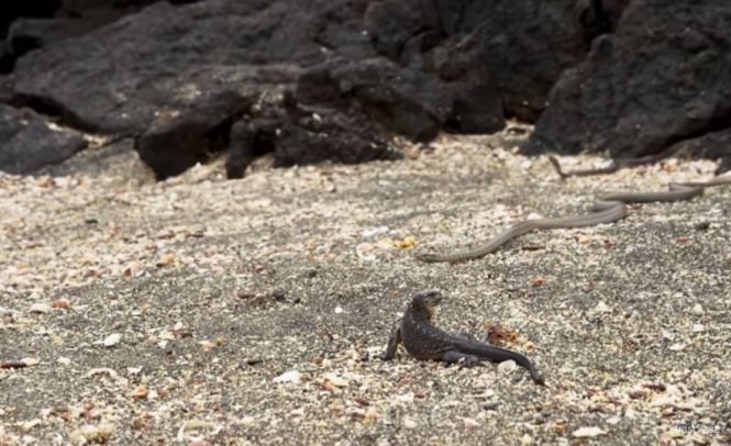 Urmărire pe viaţă şi pe moarte între un şarpe şi un pui de iguană - VIDEO