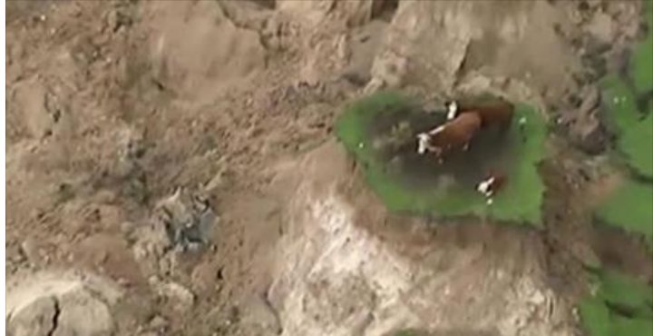  Cum au fost filmate niște vaci în Noua Zeelandă după cutremur VIDEO