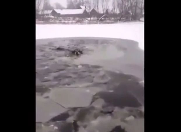 Au văzut un câine căzut într-un lac înghețat și s-au hotărât să-l salveze. Efortul lor a devenit viral pe Internet