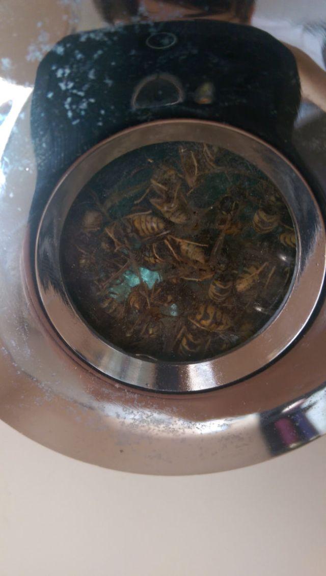 I s-a stricat lumina în bucătărie și a vrut să schimbe becul. Când a desfăcut aplica a rămas înmărmurit. Ce se afla înăuntru 417909