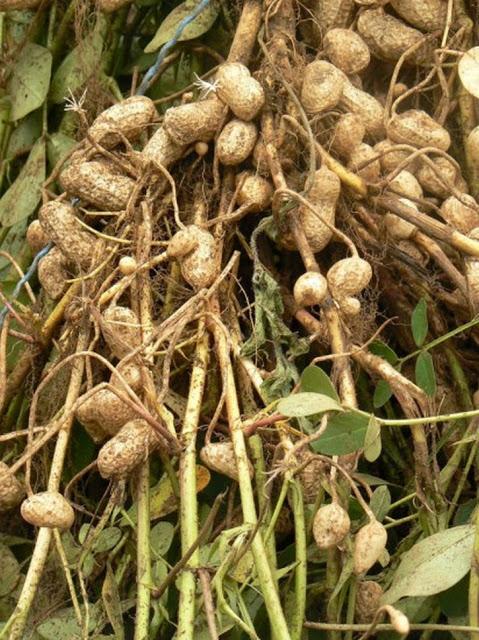 Sunt plante pe care le consumi aproape în fiecare zi. Știi cum se cultivă? FOTO inedit 417962