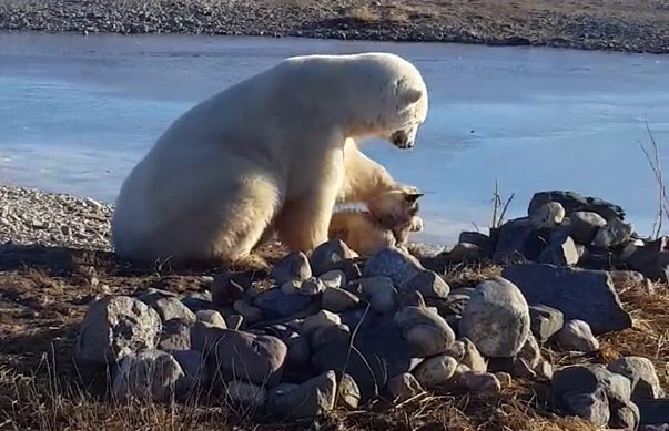 La câteva ore după ce acest urs polar a fost filmat în timp ce mângâia un câine, s-a întâmplat o scenă şocantă - VIDEO