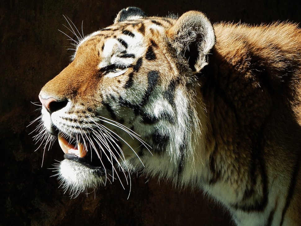 Momente de panică la grădina zoologică! O tigroaică a scăpat din cușcă, după ce a fost provocată de turiști