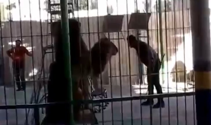 Scene şocante la circul din Alexandria. Îmblânzitorul de lei a fost sfâşiat de o fiară chiar sub ochii spectatorilor îngroziţi - VIDEO