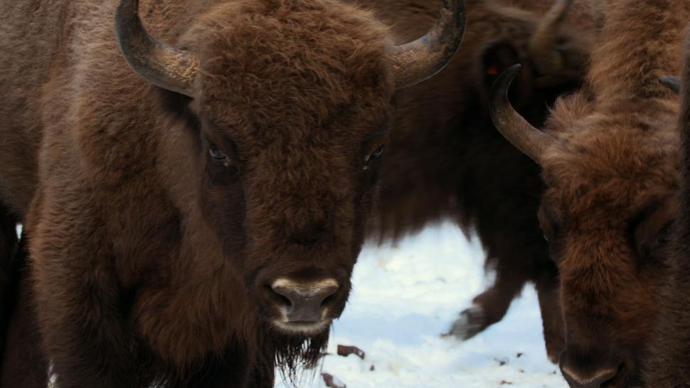 Cel mai recent episod Wild Carpathia și un mesaj exclusiv de la Prințul Charles, azi, la Antena 3 420117