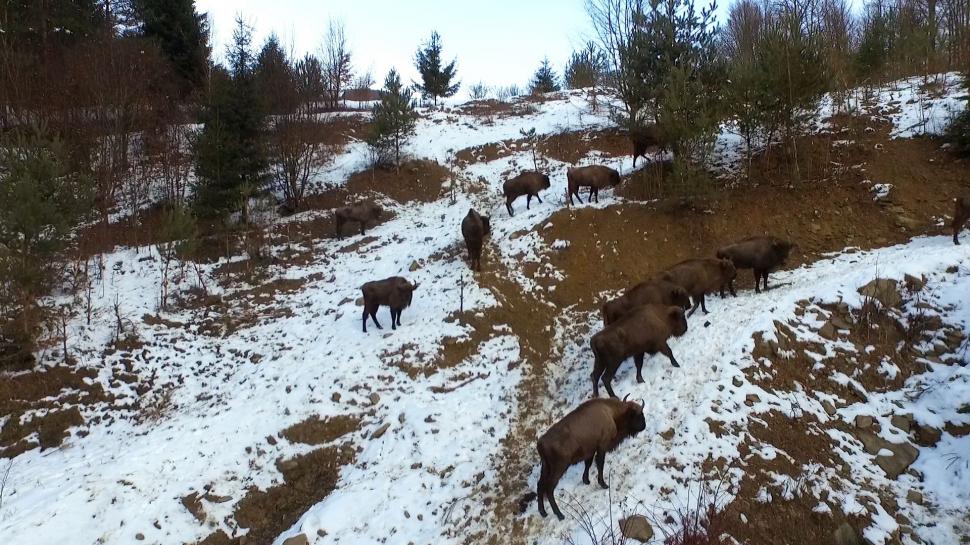 Cel mai recent episod Wild Carpathia și un mesaj exclusiv de la Prințul Charles, azi, la Antena 3 420118