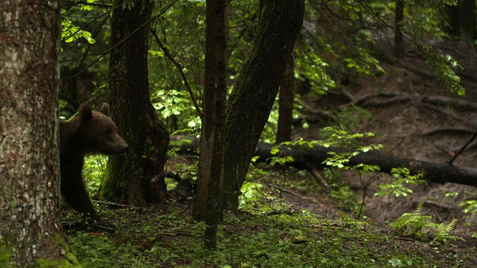 Cel mai recent episod Wild Carpathia și un mesaj exclusiv de la Prințul Charles, azi, la Antena 3 420119