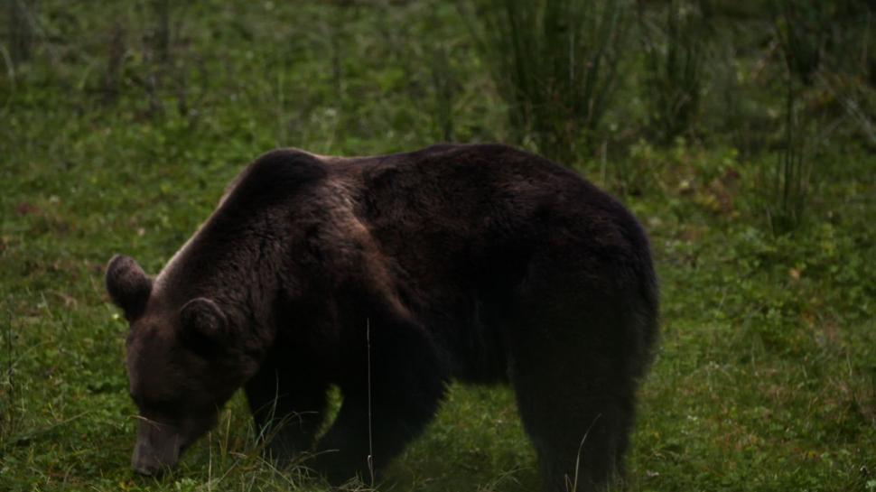 Cel mai recent episod Wild Carpathia și un mesaj exclusiv de la Prințul Charles, azi, la Antena 3 420122