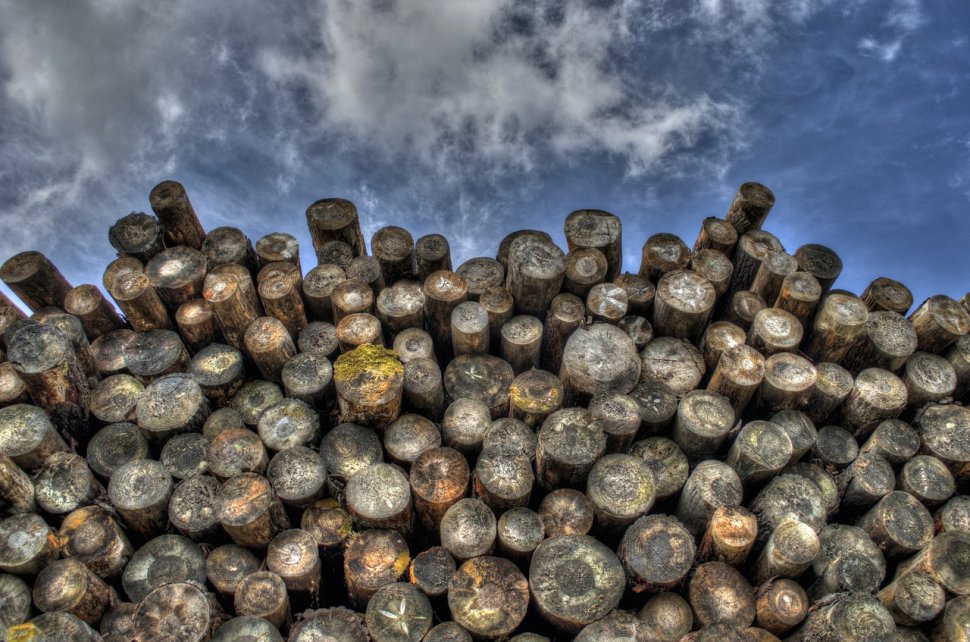 Reacția Holzindustrie Schweighofer, în urma acuzațiilor de comerț ilegal cu lemn