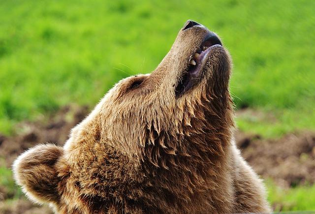Mobilizare generală în Suceava pentru eliberarea unui urs de 500 de kilograme din capcana braconierilor