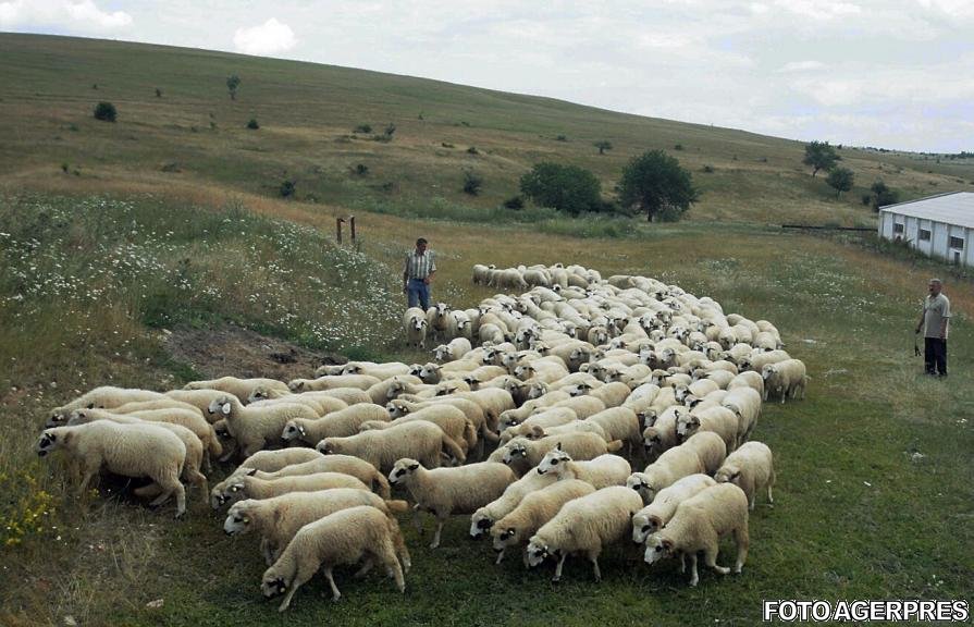 Un cioban încerca să traverseze calea ferată cu turma de oi. A văzut trenul venind, dar era prea târziu. Călătorii nu-și pot reveni din șoc