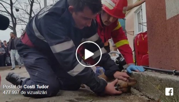 Cățelul salvat dintr-un incendiu din Pitești a murit la spital
